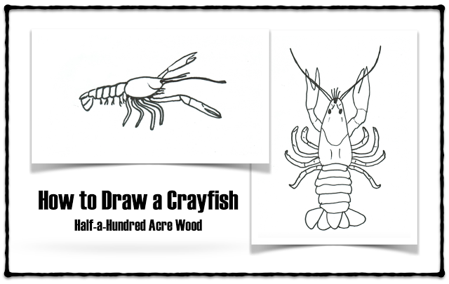 Black outline crayfish sketch on white background  CanStock