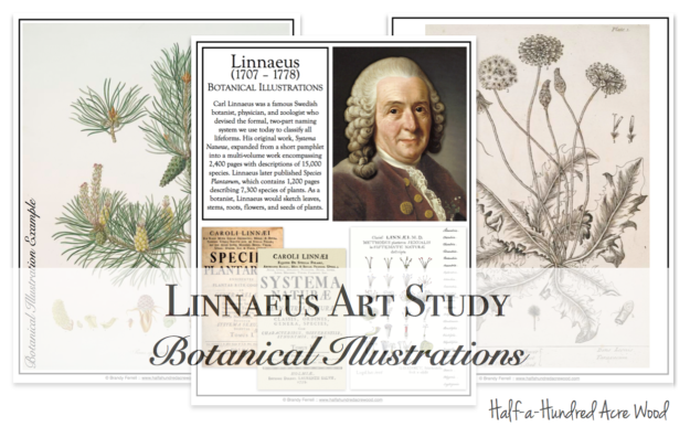 hhaw-linnaeus-art-study